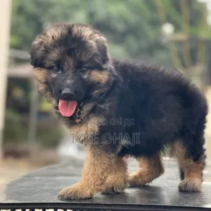 1-3 months Female Purebred German Shepherd