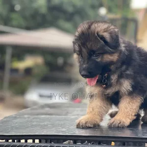 1-3 months Female Purebred German Shepherd