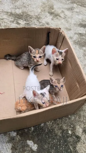 1-3 months Male Purebred American Shorthair
