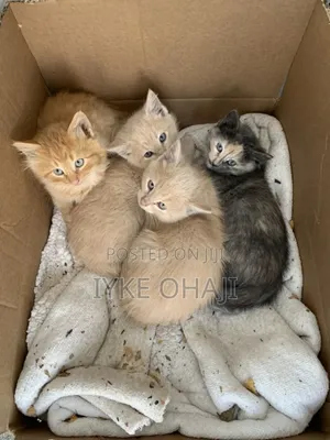 1-3 months Female Purebred American Shorthair