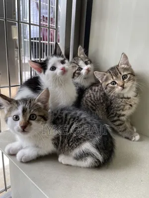 1-3 months Female Purebred American Shorthair