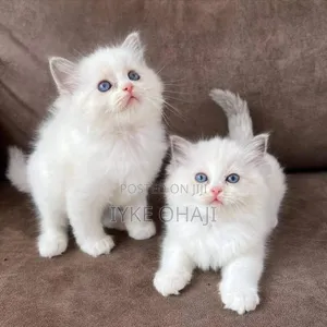 1-3 months Female Purebred Persian