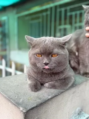 6-12 months Female Purebred British Shorthair