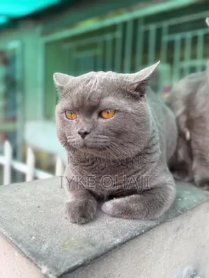 6-12 months Female Purebred British Shorthair