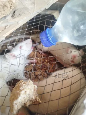 Albino Mice and Rats