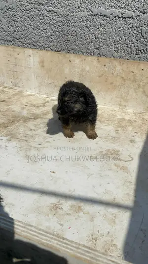 1-3 months Female Purebred German Shepherd