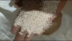 White Sesame