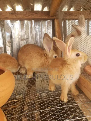 8wks Purebreed Palomino Weaners. 1male 2 Females. For the Three.