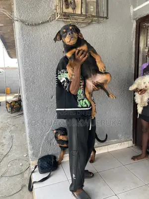 3-6 months Female Purebred Rottweiler