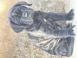 1-3 months Female Purebred Neapolitan Mastiff