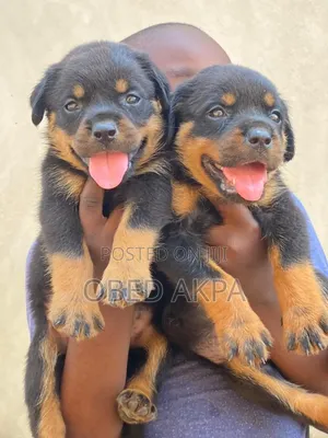1-3 months Female Purebred Rottweiler