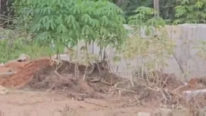 For Sale : 2 Plots Between Eliozu Flyover Rumudara Junction
