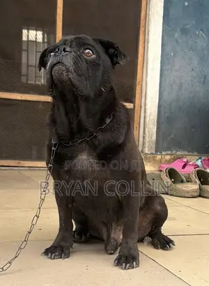 1+ year Male Purebred Pug