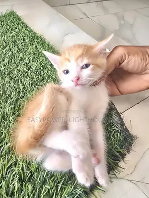 0-1 month Female Purebred American Shorthair