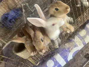 Cute Adorable Bunnies