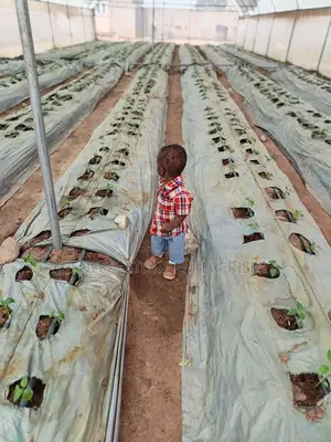 Plastic Mulch Film, Mulching Film ( 1.2m X 500m )