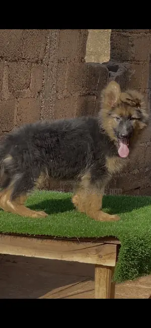 1-3 months Male Purebred German Shepherd