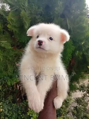 1-3 months Female Purebred American Eskimo