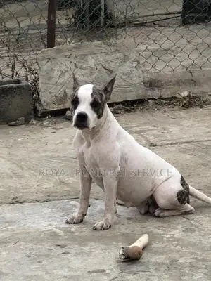 1+ year Female Mixed Breed American Bully