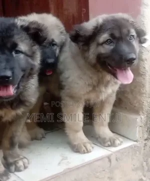 1-3 months Female Purebred Caucasian Shepherd