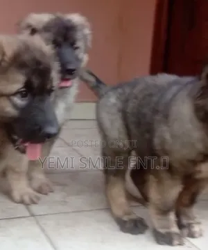 1-3 months Male Purebred Caucasian Shepherd