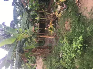 A Prime Land With 300 Stands of Plantain for Sell