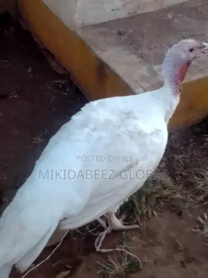 Male Female Foreign Turkeys Available