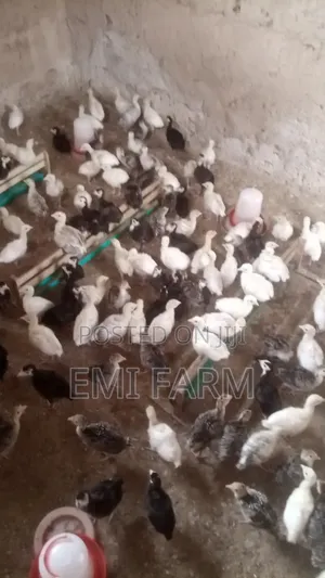 3weeks Local Turkey Available for Sale
