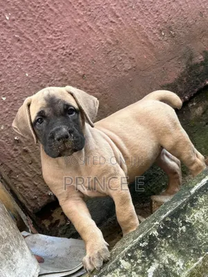 1-3 months Female Purebred Boerboel