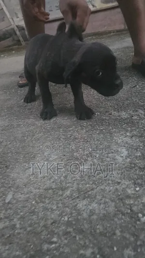 1-3 months Female Purebred Boerboel