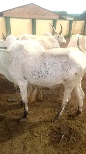 Live Cow for Sale (Healthy) – O B Ranch
