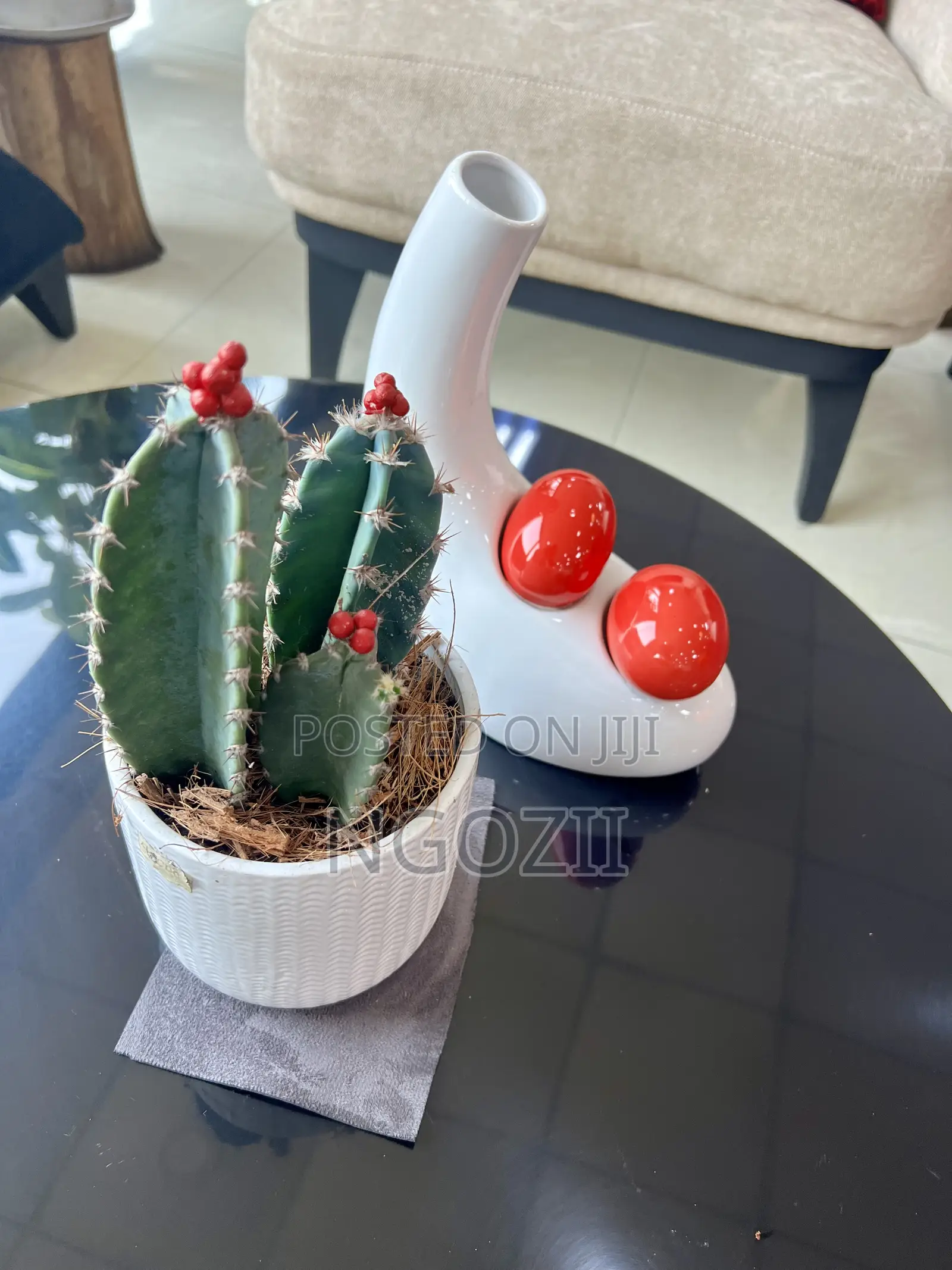 Succulent, Cactus Plant