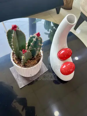 Succulent, Cactus Plant