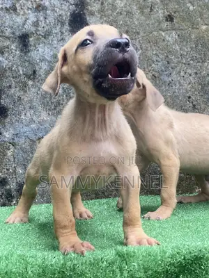 1-3 months Male Purebred Boerboel