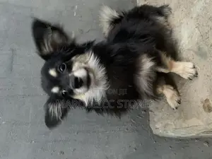 6-12 months Female Purebred Chihuahua