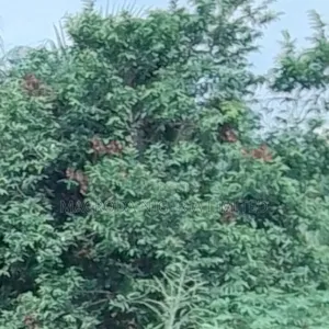 Land Available at Ayobo