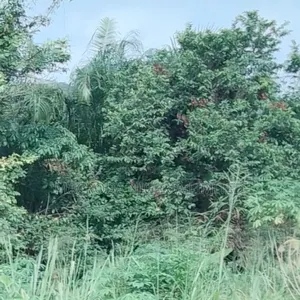 A Fenced and Gated Land Available
