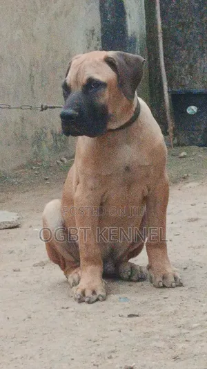 6-12 months Male Purebred Boerboel