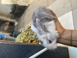 Rabbits Farming And Care