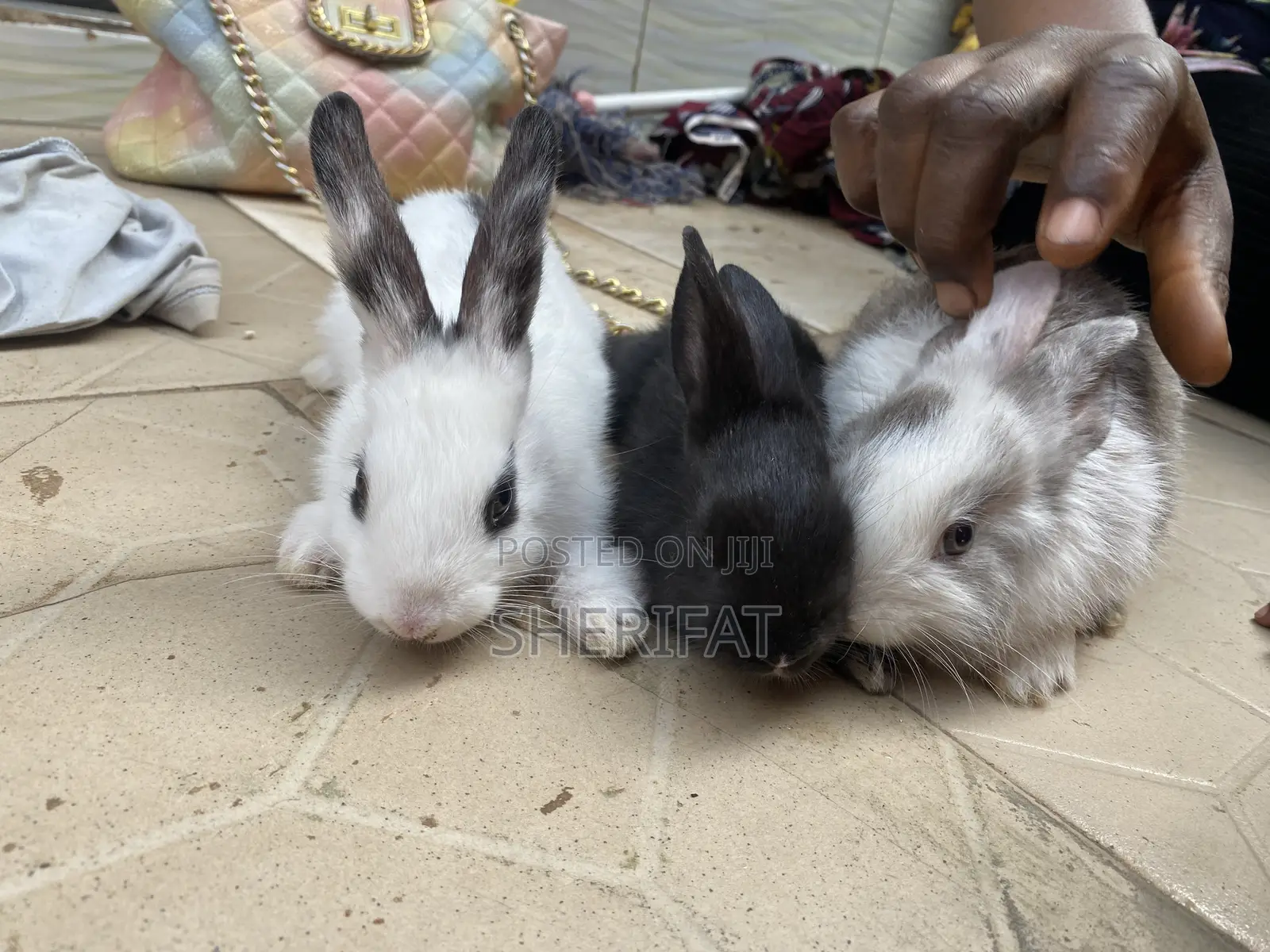 Rabbits Farming And Care