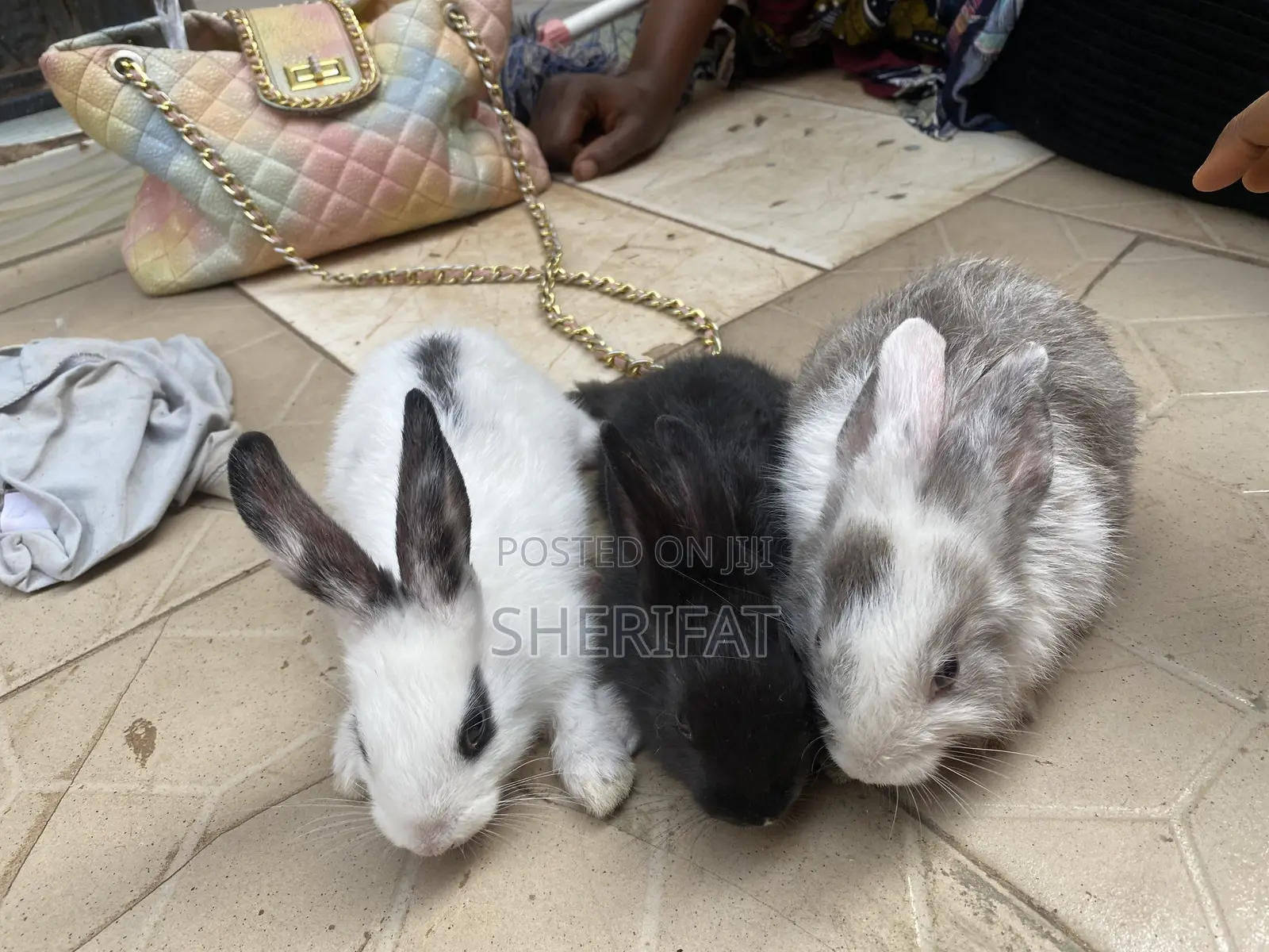 Rabbits Farming And Care