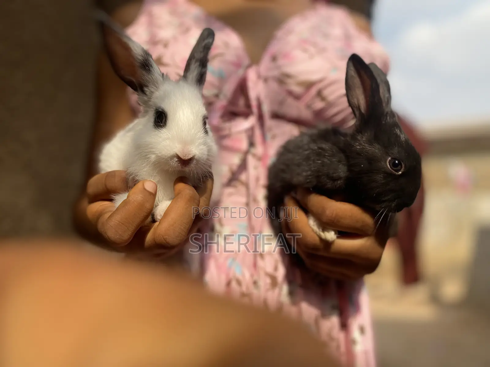 Rabbits Farming And Care