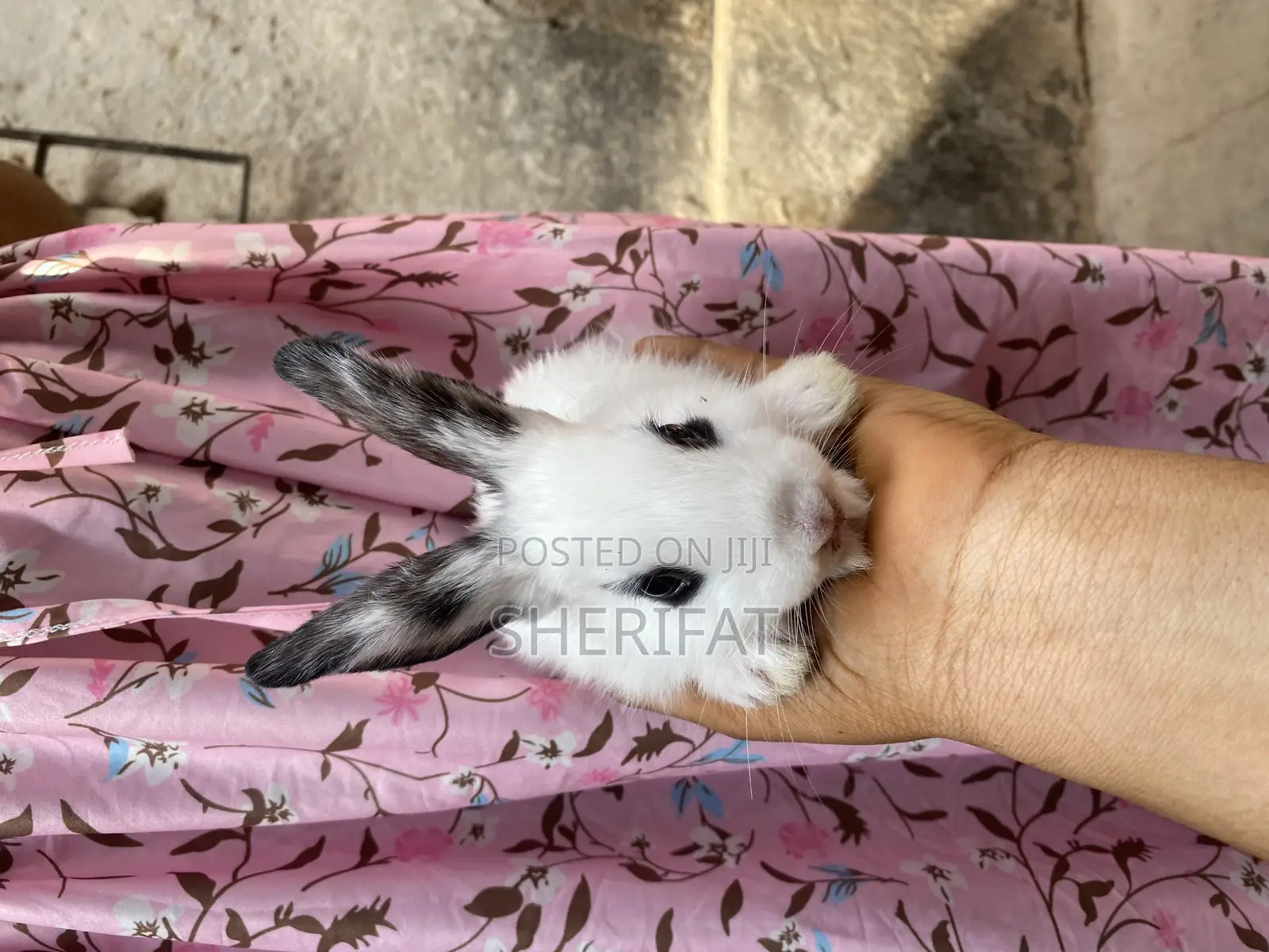 Rabbits Farming And Care