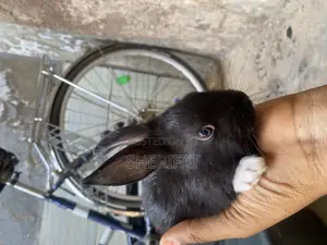 Rabbits Farming And Care