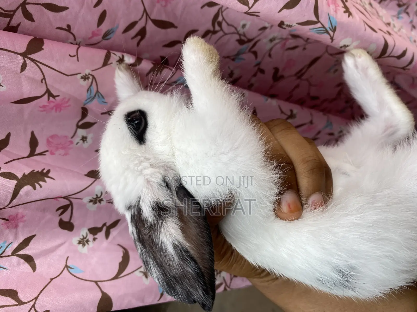 Rabbits Farming And Care