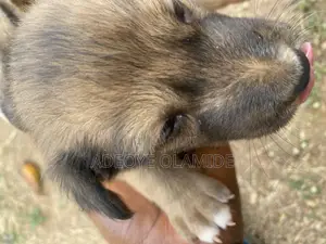 0-1 month Female Mixed Breed Dog