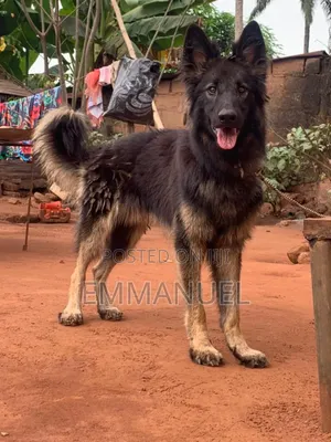 1+ year Male Purebred German Shepherd
