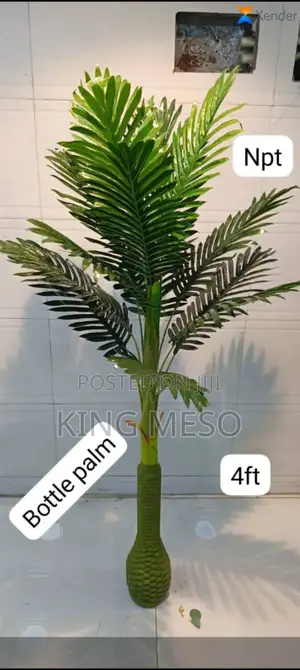 Bottle Palm Plant Available