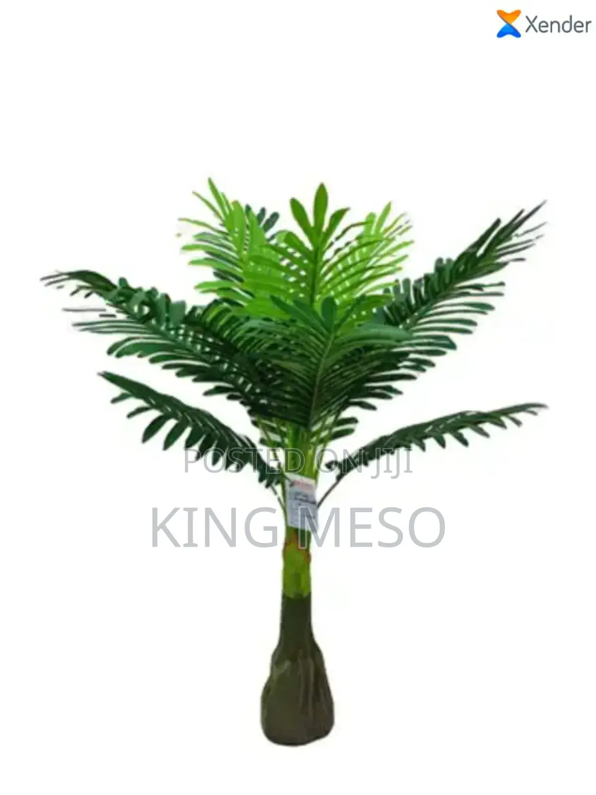 Plam Leaf Available