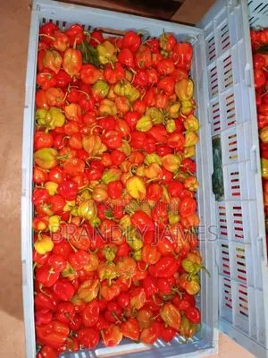 Habanero Pepper